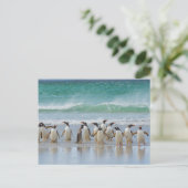 Carte Postale Les îles Falkland. L'île Saunders. Gentoo (Debout devant)