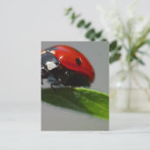 Carte Postale Les insectes de Ladybugs (Debout devant)