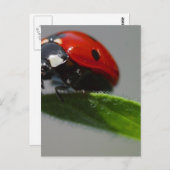 Carte Postale Les insectes de Ladybugs (Devant / Derrière)