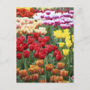 Carte Postale Les jardins de Keukenhof, en Hollande, se spéciali