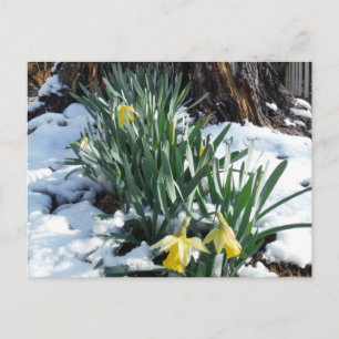 Carte Postale Les jonquilles jaunes dans la neige