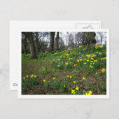 Carte Postale Les jonquilles. Sophia Gardens, Cardiff, Galles. U (Devant / Derrière)