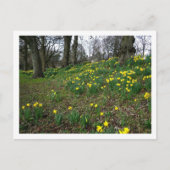 Carte Postale Les jonquilles. Sophia Gardens, Cardiff, Galles. U (Devant)