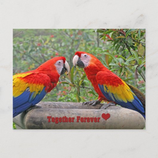 Carte Postale Les Joyeux Anniversaire de Love Birds (Devant)