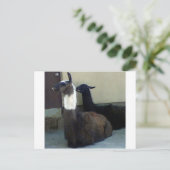 Carte Postale Les lamas comme image du Zoo (Debout devant)