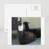 Carte Postale Les lamas comme image du Zoo (Devant / Derrière)