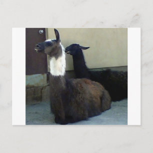 Carte Postale Les lamas comme image du Zoo