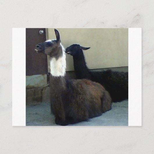 Carte Postale Les lamas comme image du Zoo (Devant)