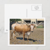 Carte Postale Les Longhorns sont des amis, pas de la nourriture (Devant / Derrière)