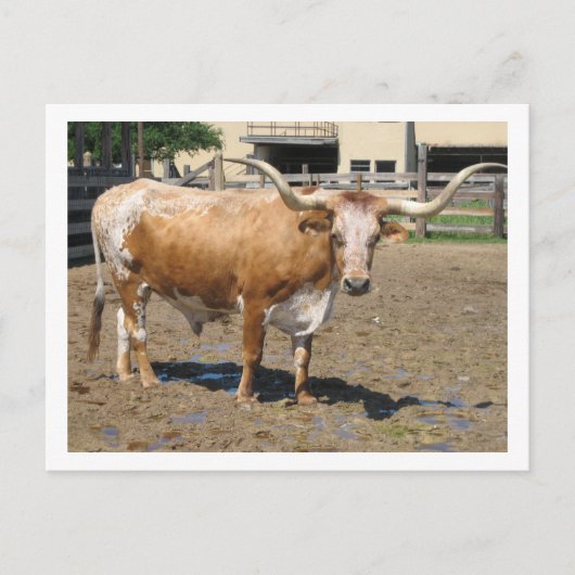 Carte Postale Les Longhorns sont des amis, pas de la nourriture (Devant)