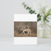 CARTE POSTALE LES LOUPS (Debout devant)
