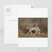 CARTE POSTALE LES LOUPS (Devant / Derrière)