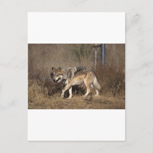 CARTE POSTALE LES LOUPS (Devant)