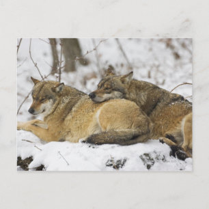 Carte Postale Les loups dans les Bois Bavarois