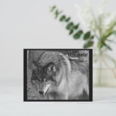 Carte Postale Les Loups du Minnesota ! (Debout devant)