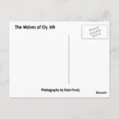 Carte Postale Les Loups du Minnesota ! (Dos)