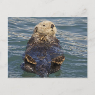 Carte Postale Les loutres de mer jouent sur les icebergs à Surpr