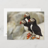 Carte Postale Les macareux atlantiques sur Machias scellent (Devant / Derrière)