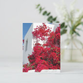 Carte Postale Les maisons de Mykonos (Debout devant)