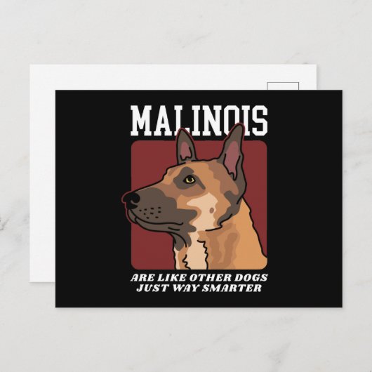 Carte Postale Les Malinois sont des Malinois belges plus intelli (Devant / Derrière)