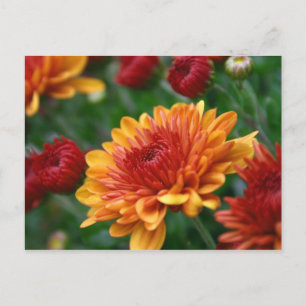 Carte Postale Les mamans en feu