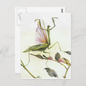 CARTE POSTALE LES MANTIS DE PRIÈRES (Devant / Derrière)