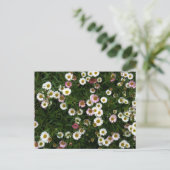 Carte Postale Les marguerites (Debout devant)