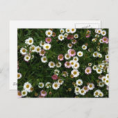 Carte Postale Les marguerites (Devant / Derrière)