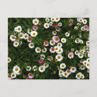 Carte Postale Les marguerites