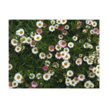 Les marguerites