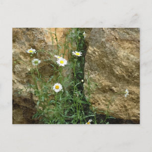 Carte Postale Les marguerites dans les pierres