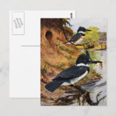 Carte Postale Les martins-pêcheurs et leur tunnel de nid (Devant / Derrière)