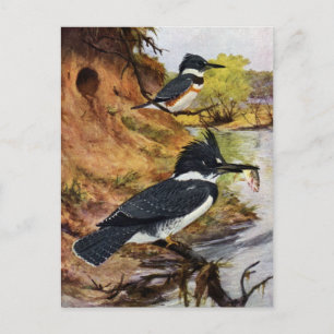 Carte Postale Les martins-pêcheurs et leur tunnel de nid