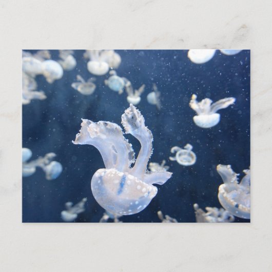 Carte Postale Les méduses dans l'océan (Devant)