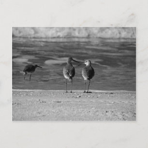 Carte Postale Les meilleures choses de la vie sont gratuites