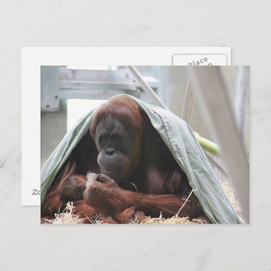 Carte Postale Les mères adorent (Devant / Derrière)