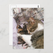 Carte Postale Les mères adorent (Devant / Derrière)