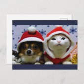 Carte Postale Les mignons animaux (Devant / Derrière)