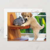 Carte Postale Les mignons animaux (Devant / Derrière)