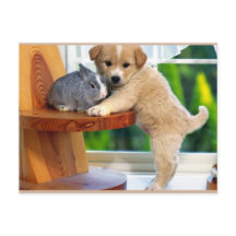 Les mignons animaux