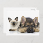 Carte Postale Les mignons animaux (Devant / Derrière)