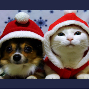 Carte Postale Les mignons animaux