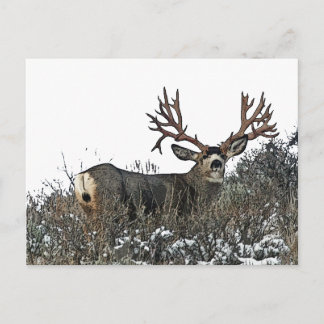 Carte Postale Les monstres