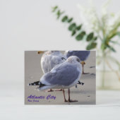 Carte Postale Les mouettes de Atlantic City (Debout devant)