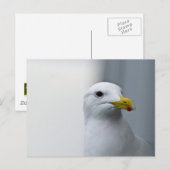 Carte Postale Les mouettes ont aussi besoin d'amour (Devant / Derrière)