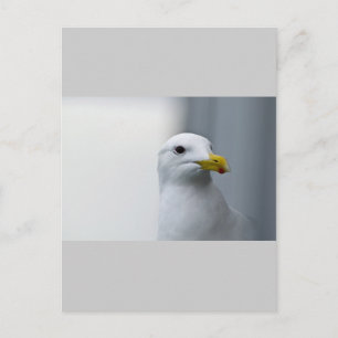 Carte Postale Les mouettes ont aussi besoin d'amour