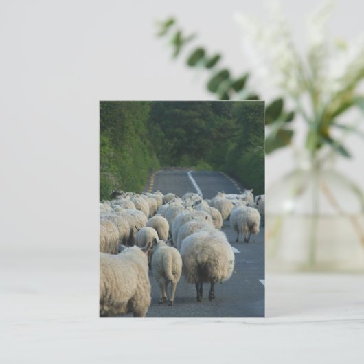 Carte Postale Les moutons en Irlande (Debout devant)