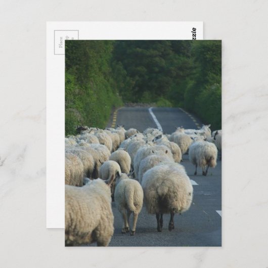 Carte Postale Les moutons en Irlande (Devant / Derrière)