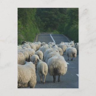 Carte Postale Les moutons en Irlande