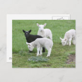 Carte Postale Les moutons noirs (Devant / Derrière)